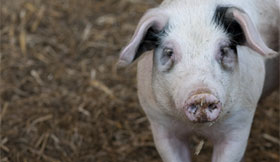 Figura 1: Cerdo Gloucester Old Spot de FAI alimentado con una ración con base de forraje